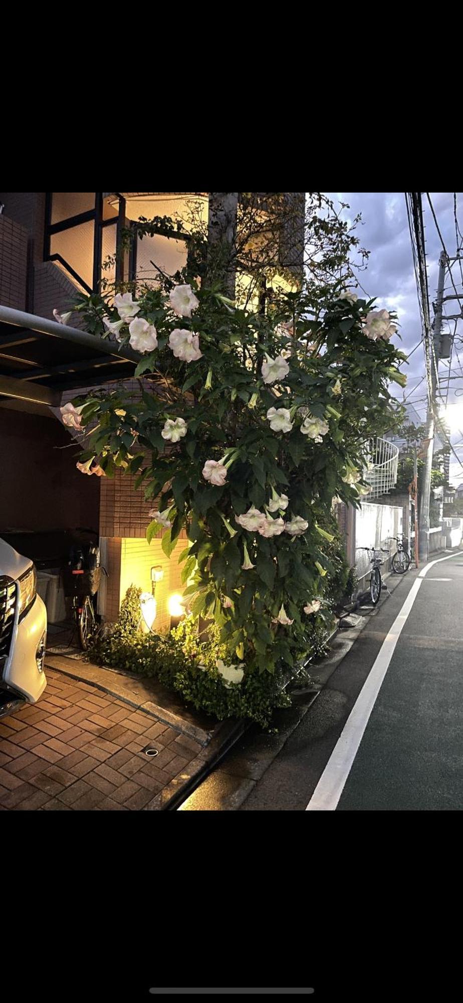 新宿安靜の家-A Quiet Home In Shinjuku - A 26 Square Meter Double Bed Room That Feels Like Home Präfektur Tokio Exterior foto